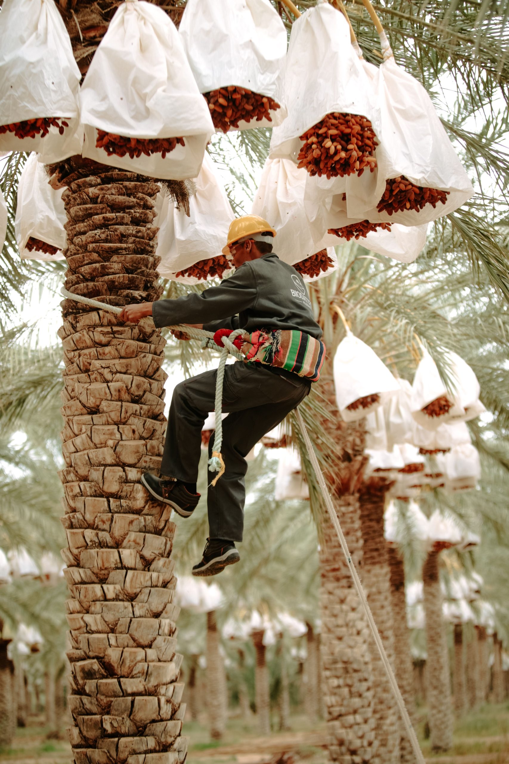 A worker climbs a palm tree to harvest dates in Biskra, Algeria.